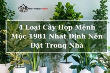 Loại Cây Hợp Mệnh Mộc 1981 Nhất Định Nên Đặt Trong Nhà