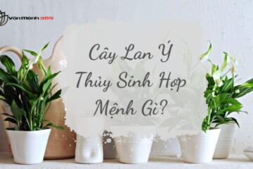 Cây Lan Ý Thủy Sinh Hợp Mệnh Gì?