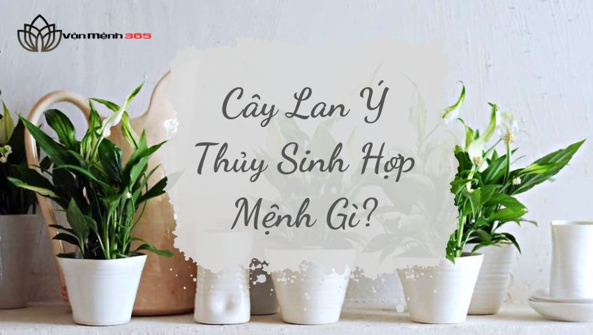 Cây Lan Ý Thủy Sinh Hợp Mệnh Gì?