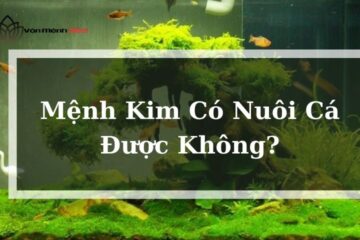 Mệnh Kim Có Nuôi Cá Được Không