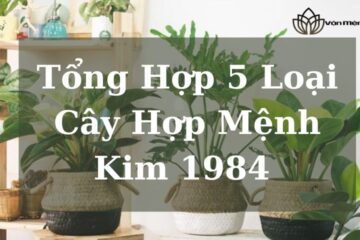 Cây Hợp Mệnh Kim 1984 Nhất