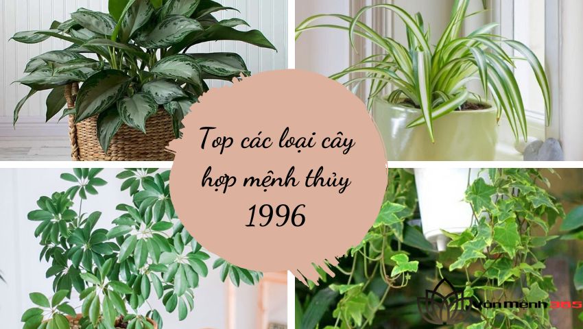 Top các loại cây hợp mệnh thủy 1996