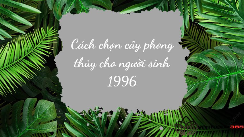 Cách chọn cây phong thủy cho người sinh 1996