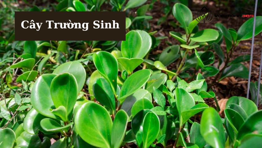 Cây Trường Sinh